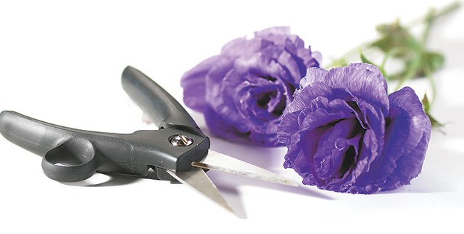 how-to-grow-lisianthus-cut-flower-tips (2)_1623342052.jpg